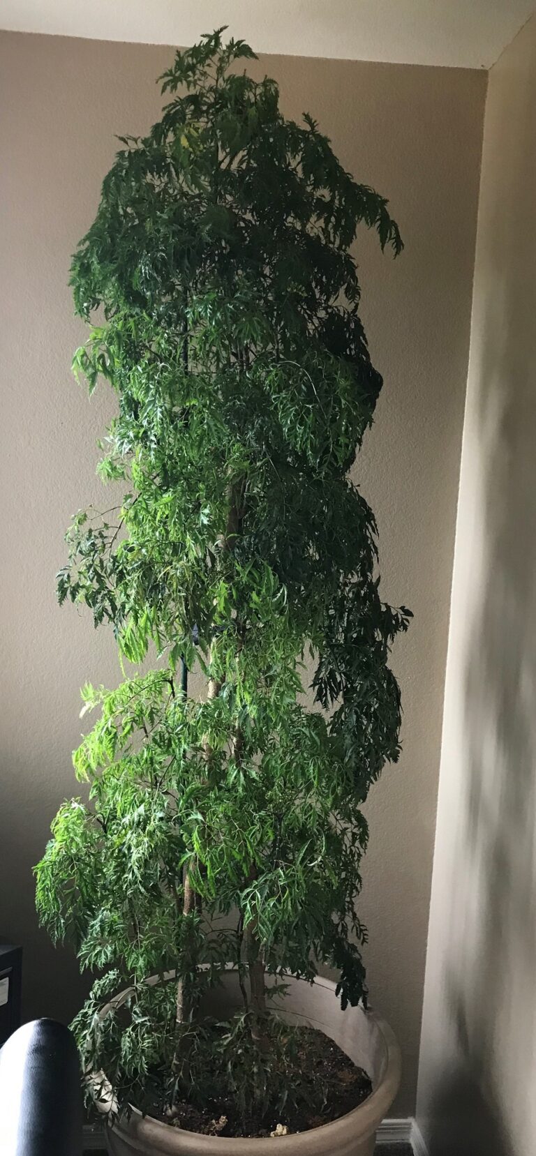 A New Life for Grace the Ming Tree Donna Lozito, CCH